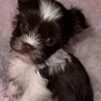 Baby, a female Yorkshire Terrier for sale in Morrisville, PA – Photo 6 of 10