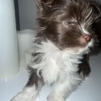 Baby, a female Yorkshire Terrier for sale in Morrisville, PA – Photo 1 of 10