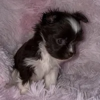 Baby, a female Yorkshire Terrier for sale in Morrisville, PA – Photo 7 of 10