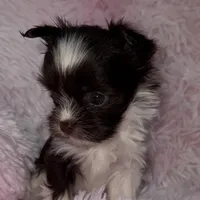 Baby, a female Yorkshire Terrier for sale in Morrisville, PA – Photo 4 of 10