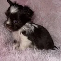 Baby, a female Yorkshire Terrier for sale in Morrisville, PA – Photo 8 of 10