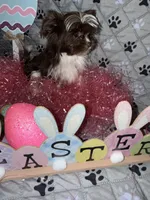 Baby, a female Yorkshire Terrier for sale in Morrisville, PA – Photo 5 of 10