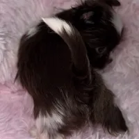 Baby, a female Yorkshire Terrier for sale in Morrisville, PA – Photo 9 of 10