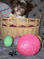 Baby, a female Yorkshire Terrier for sale in Morrisville, PA – Photo 3 of 10