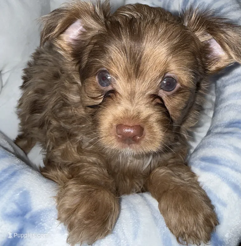 Simba – Yorkshire Terrier puppy for sale in Morrisville, PA