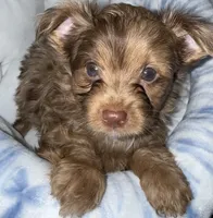 Simba, a male Yorkshire Terrier for sale in Morrisville, PA – 1 of 10