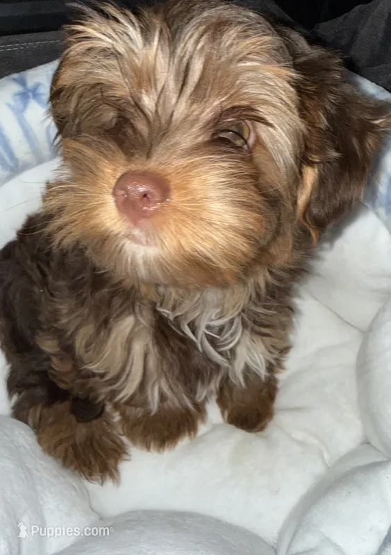 Twix – Yorkshire Terrier puppy for sale in Morrisville, PA