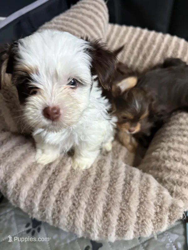Cookies & Cream  – Yorkshire Terrier puppy for sale in Morrisville, PA