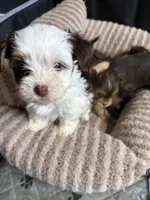 Cookies & Cream , a male Yorkshire Terrier for sale in Morrisville, PA – 1 of 10
