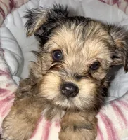 Nala, a male Yorkshire Terrier for sale in Morrisville, PA – 3 of 10