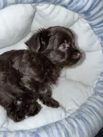 Zorru, a male Yorkshire Terrier for sale in Morrisville, PA – 7 of 9