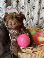 Cocobean, a female Yorkshire Terrier for sale in Morrisville, PA – Photo 2 of 10