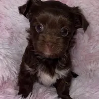 Cocobean, a female Yorkshire Terrier for sale in Morrisville, PA – Photo 9 of 10