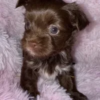 Cocobean, a female Yorkshire Terrier for sale in Morrisville, PA – Photo 8 of 10