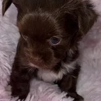 Cocobean, a female Yorkshire Terrier for sale in Morrisville, PA – Photo 10 of 10