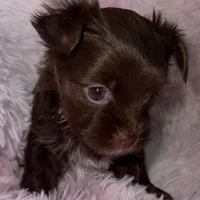 Cocobean, a female Yorkshire Terrier for sale in Morrisville, PA – Photo 7 of 10