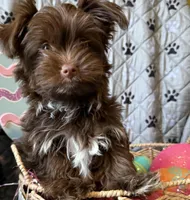 Cocobean, a female Yorkshire Terrier for sale in Morrisville, PA – Photo 1 of 10