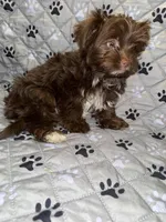 Cocobean, a female Yorkshire Terrier for sale in Morrisville, PA – Photo 5 of 10