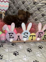 Cocobean, a female Yorkshire Terrier for sale in Morrisville, PA – Photo 6 of 10