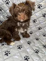 Cocobean, a female Yorkshire Terrier for sale in Morrisville, PA – Photo 3 of 10