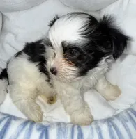 Koa, a male Yorkshire Terrier for sale in Morrisville, PA – 5 of 10