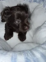 Zorru, a male Yorkshire Terrier for sale in Morrisville, PA – 8 of 9