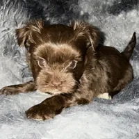 Chico, a male Yorkshire Terrier for sale in Morrisville, PA – Photo 4 of 10