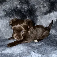 Chico, a male Yorkshire Terrier for sale in Morrisville, PA – Photo 5 of 10