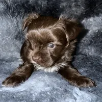 Chico, a male Yorkshire Terrier for sale in Morrisville, PA – Photo 8 of 10