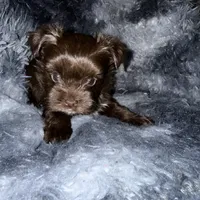 Chico, a male Yorkshire Terrier for sale in Morrisville, PA – Photo 9 of 10