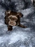 Chico, a male Yorkshire Terrier for sale in Morrisville, PA – Photo 6 of 7