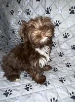 Chico, a male Yorkshire Terrier for sale in Morrisville, PA – Photo 1 of 10