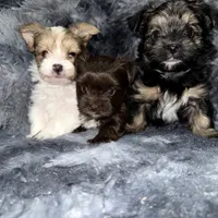 Chico, a male Yorkshire Terrier for sale in Morrisville, PA – Photo 10 of 10