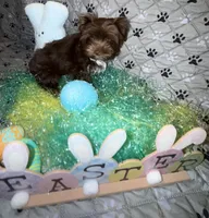 Chico, a male Yorkshire Terrier for sale in Morrisville, PA – Photo 3 of 10