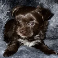 Chico, a male Yorkshire Terrier for sale in Morrisville, PA – Photo 6 of 10