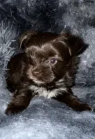 Chico, a male Yorkshire Terrier for sale in Morrisville, PA – Photo 2 of 7