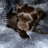 Chico, a male Yorkshire Terrier for sale in Morrisville, PA – Photo 7 of 10