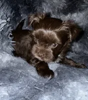 Chico, a male Yorkshire Terrier for sale in Morrisville, PA – Photo 3 of 7