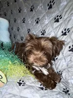 Chico, a male Yorkshire Terrier for sale in Morrisville, PA – Photo 2 of 10