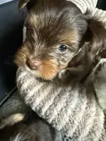 Twix, a male Yorkshire Terrier for sale in Morrisville, PA – 2 of 7