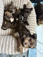Truffle, a male Yorkshire Terrier for sale in Morrisville, PA – 4 of 5