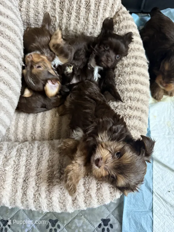Truffle – Yorkshire Terrier puppy for sale in Morrisville, PA