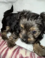 Eclipse , a female Yorkshire Terrier for sale in Morrisville, PA – 5 of 10