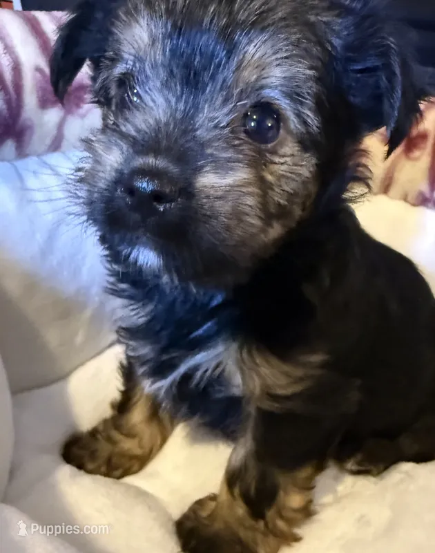 Eclipse  – Yorkshire Terrier puppy for sale in Morrisville, PA