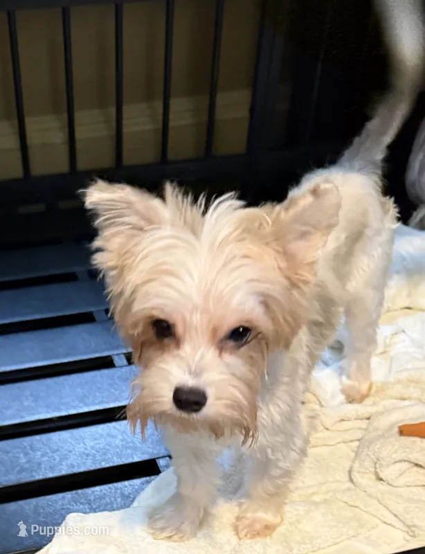 Blaze – Yorkshire Terrier puppy for sale in Trenton, NJ