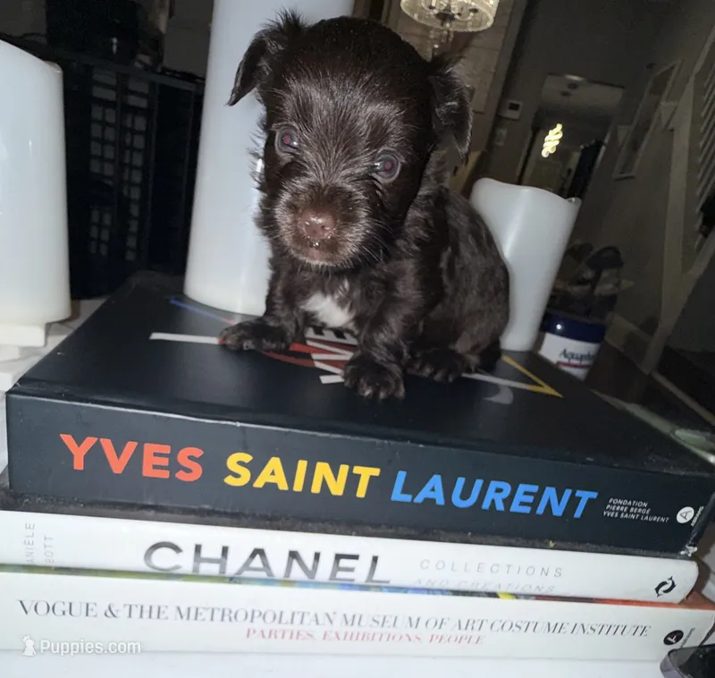 Zorru – Yorkshire Terrier puppy for sale in Morrisville, PA