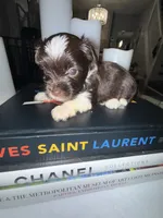 Nori, a female Yorkshire Terrier for sale in Morrisville, PA – 5 of 10