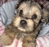 Nala, a male Yorkshire Terrier for sale in Morrisville, PA – 5 of 10