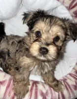 Nala, a male Yorkshire Terrier for sale in Morrisville, PA – 6 of 10