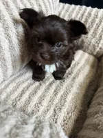 Mocha, a female Yorkshire Terrier for sale in Morrisville, PA – 4 of 10